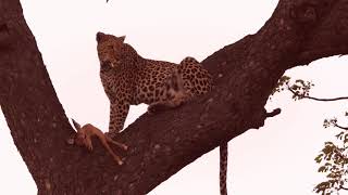 How lucky can one get, two leopards feeding on a kill next to the road in a tree within one hour.