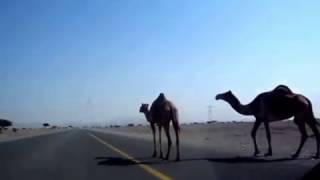ОАЭ верблюды переходят дорогу