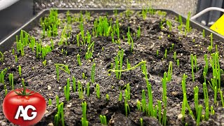 Be sure to do this with the onions as soon as they sprout. The seedlings will be green and strong