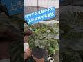 カラテアを上手に育てる裏技