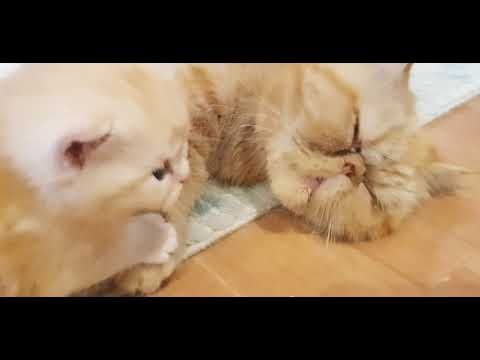 Video: Zyrtec'i Evcil Hayvanlar Için Neden Seviyorum (özellikle Kedilerde)