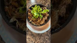 Feeding our Venus Flytrap! | #shorts