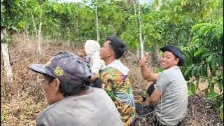 Kutilang liar bagus buat bahan pikat #pikatkutilang