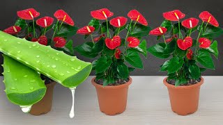 Please do this urgently! Anthurium will bloom like crazy and produce lots of roots