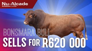 Thinus Maritz Boerdery sells top Bonsmara bull for R620 000