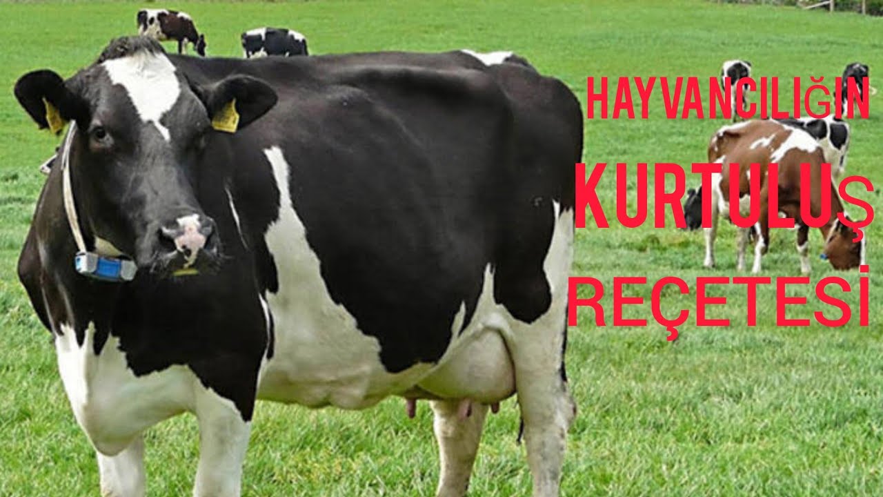 продается дойная корова. русское поле новосибирск каргатский район. флекви порода крс. коровы обнимаются. продам корову.