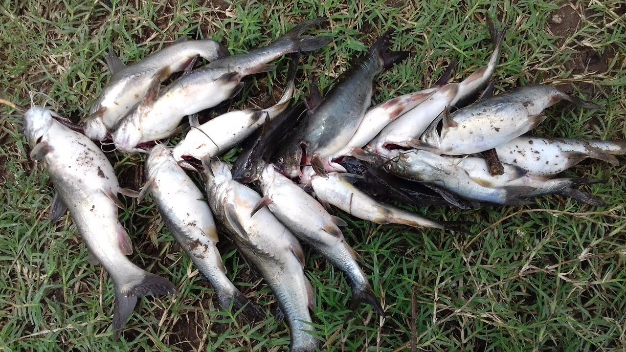 Mancing Ikan Lundu Di Sungai Menggunakan Umpan Kelabang 23/11/2017