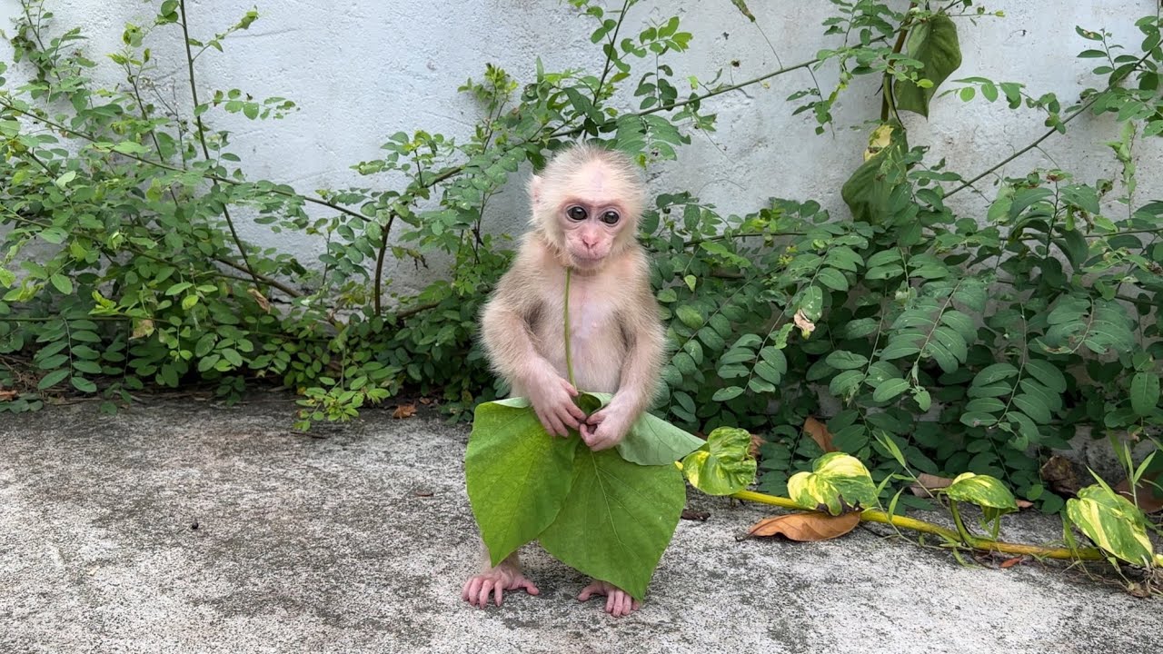 super funny | monkey abi hides from mom climed a tree and lost her pants