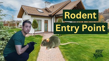 Expert Advice for Finding Rodent Entry Points