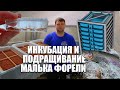 Разведение форели. Инкубация и подращивание малька