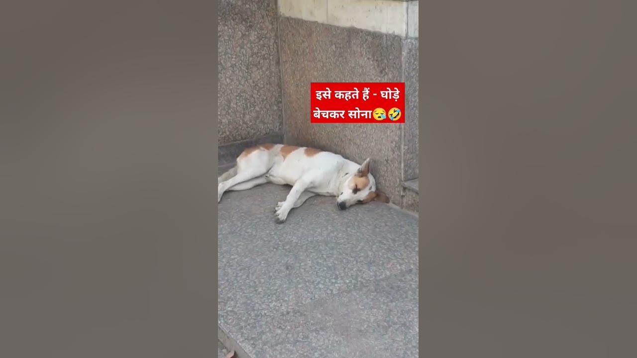 घोड़े बेचकर सोना😪🤣l shorts viral trending youtubeshorts YouTube घोड़े बेचकर सोना😪🤣l shorts viral trending youtubeshorts YouTube