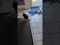 Du geiler Hund 🐶🐕🥰☺️❤️🔥💖#hunde #hundeliebe #hundevideos #dog #doglover #dogshorts