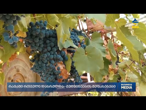 რაჭაში რთველი დასრულდა - მეღვინეების შეფასებები