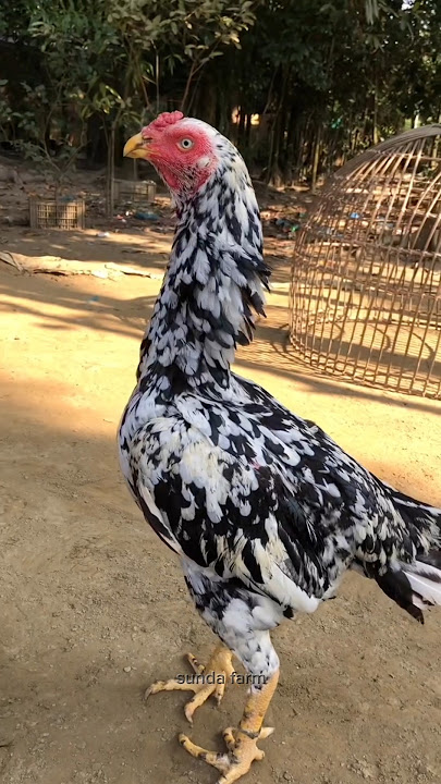 TIPS MEMILIH AYAM BETINA BAGUS UNTUK DI TERNAK #sundafarm