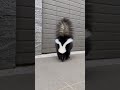 Papa disturbs my performance😡#animallife#animals#shortvideo #skunks #cutepets #shorts #funnyanimals