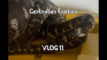 New Black-Headed Pythons, Bredli Breeding Updates, Male Combat and More! Centralian Exotics VLOG 11