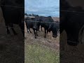 #girls #cow #cowgirl #sheba #fyp