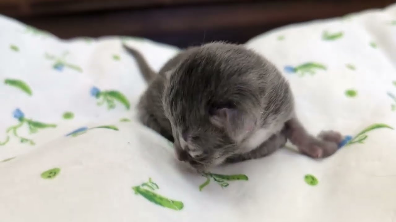 2026-02-27 Hattie Names!