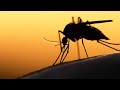 First West Nile virus-positive mosquitoes reported in east Las Vegas