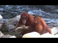 Orangutan is washing hands with soap