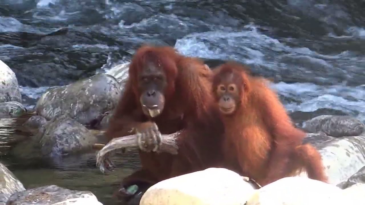  Orangutan  is washing hands  with soap YouTube