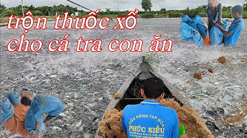 Trộn thuốc xổ + bồi dưỡng cho ao cá tra con ăn