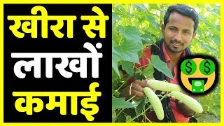 मालामाल खीरा??Profit, Marketing, Variety, Harvesting | Cucumber Farming Techniques A to Z
