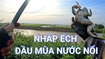 Chuyến nhấp ếch đầu tiên Mùa nước nổi tại Vĩnh Hưng - Tân Hưng || Câu ếch mùa nước nổi (Tập 12)