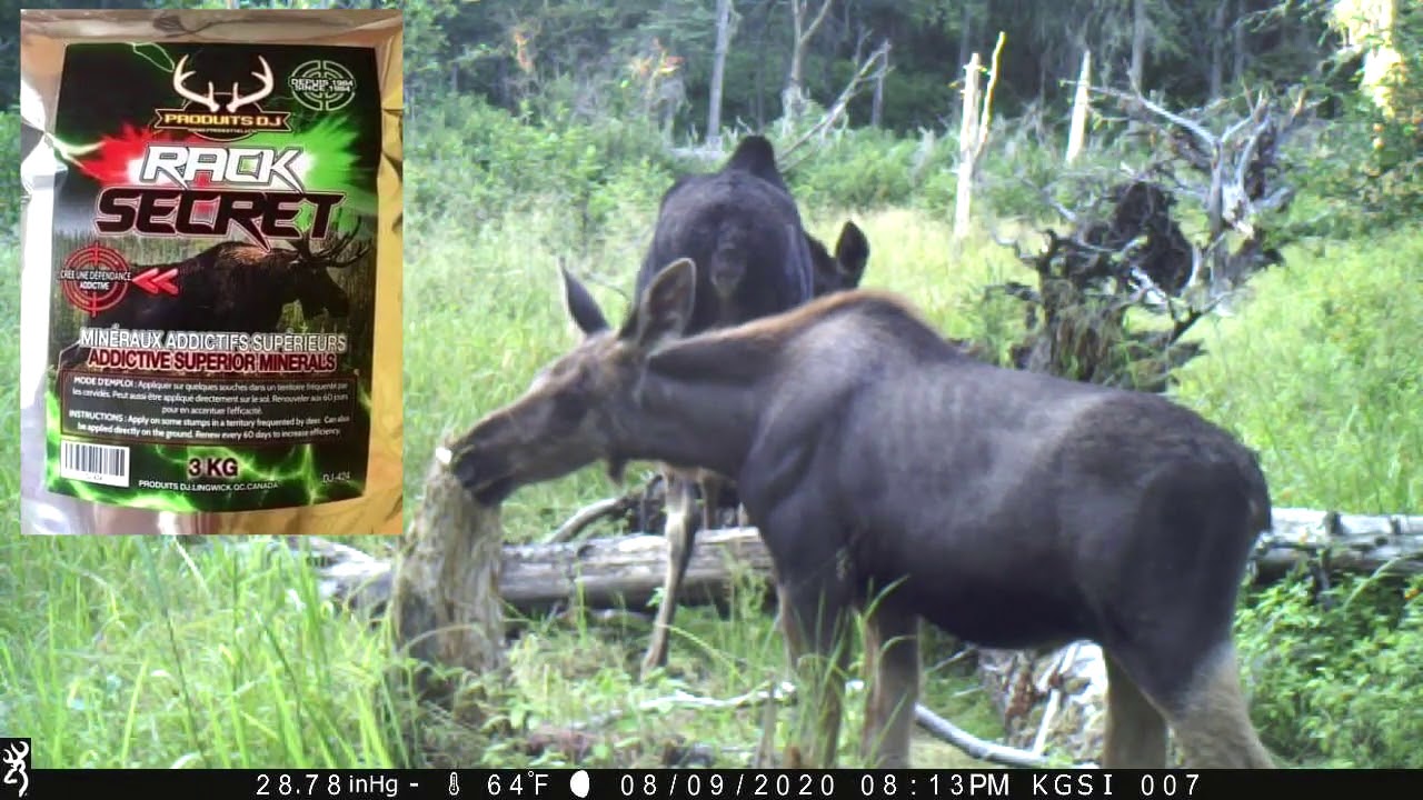moose bait beaver creek 2 0 YouTube