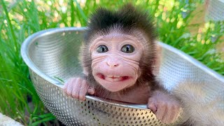 super tiny baby monkey. Super cute baby monkey