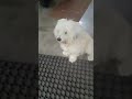 Poppy 🐶 lovely dog 🐕❤ #dogs #pets #cutedog