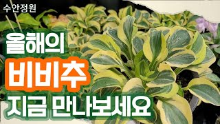 💚올해의 비비추 17종 총정리｜지금이 가장 아름다운 순간입니다🌟#수안정원