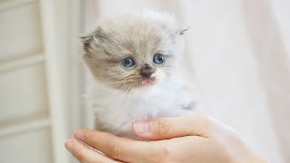 Scottish Fold Longhair Female with Seal Mink & White