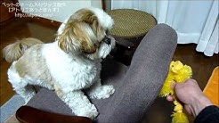 ぽんずちゃんねる Youtube