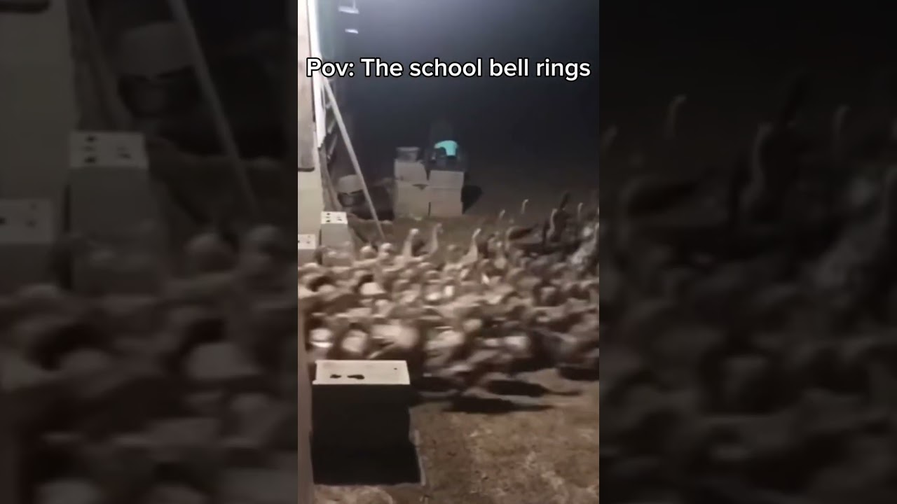 School Goose Moment 