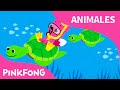 Bajo el Mar | Animales | PINKFONG Canciones Infantiles