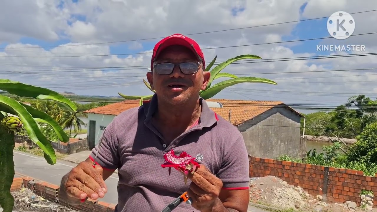 JINDU n1 super pitaya a melhor pitaya? 🤔 doce? Produtiva? #pitaya #jindu #asiática #pitaia #pomar 