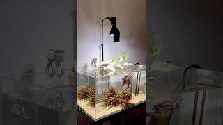 泳ぐでっかいカエルはいつ見ても嬉しい