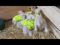 Lamb in Vermont gives birth to sextuplets