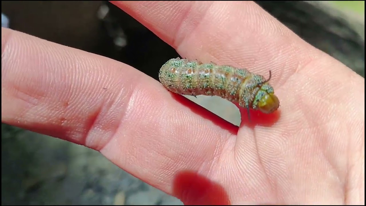 Beautiful caterpillar found in State Park
