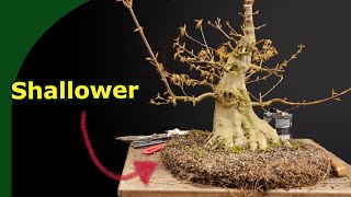 Trident Maple Bonsai Spring Care (Repotting, Pruning, Wound Closing)