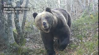 Vidéo des ours réveillés dans les Pyrénées pendant l'hiver dont Sorita et ses oursons