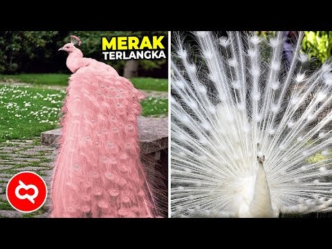 Video: Mengapa Burung Merak Menyebarkan Ekornya