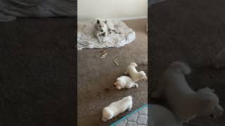 Akita puppies merging with the pack!  #puppy #dog #akita #pack #family #dogs