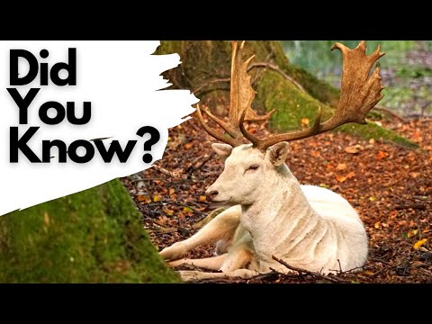 वीडियो: क्या आप केंटकी में परती हिरण का शिकार कर सकते हैं?