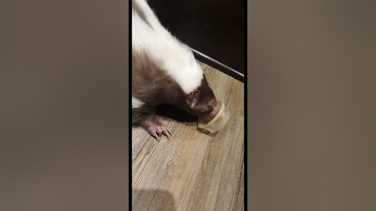 Gizmo the Skunk LOVES Peanut Butter! shorts skunks YouTube