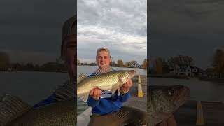 MONSTER WALLEYE on a MUSKY LURE!!! #shorts MONSTER WALLEYE on a MUSKY LURE!!! #shorts