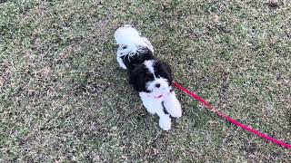 8 month old puppy, park outing, training obedience on prong-Owner update by Ruff Beginnings Rehab Dog Training and Rescue 143 views 4 months ago 15 minutes