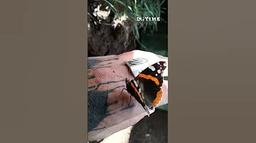 Метелик прилетів до воїна The Butterfly Flew To The Warrior Shorts 