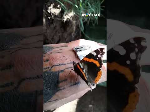 Метелик прилетів до воїна The Butterfly Flew To The Warrior Shorts